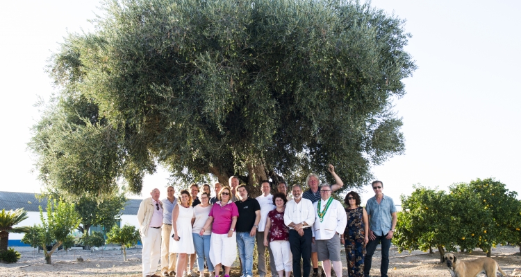 Picking olives with Dolce Partner Vale de Arca in Alentejo Portugal 2017